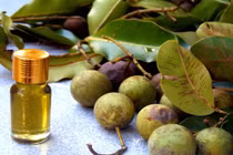 Bài thuốc hay chữa bách bệnh hiệu quả từ mủ cây mù u 