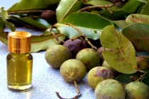 Bài thuốc hay chữa bách bệnh hiệu quả từ mủ cây mù u 