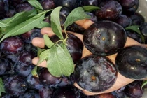 Mới đầu mùa, dân Việt ăn hơn 7.000 tấn mận Trung Quốc 