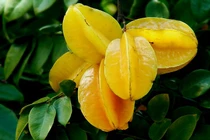 Công thức chữa bách bệnh hiệu quả từ cây khế