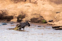 Cá sấu dài 4m "bẽ mặt" khi đọ sức với linh dương 