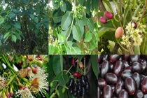 Bất ngờ với công dụng trị bệnh của cây trâm mốc