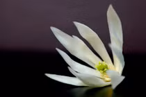 Loạt cây cảnh không chỉ đẹp mà còn làm thuốc hay