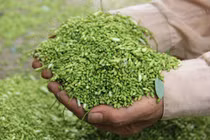 Những vị thuốc tốt cho tim mạch sẵn có ở Việt Nam