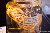 Dựng tóc gáy xem bảo tàng ký sinh trùng ở Nhật Bản