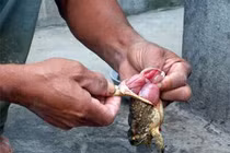 Thững thực phẩm dễ gây ngộ độc cho trẻ 