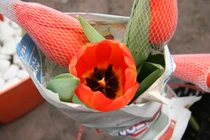 Mách bạn cách chọn trồng hoa nở đúng dịp Tết