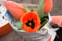 Mách bạn cách chọn trồng hoa nở đúng dịp Tết