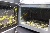 Lò vi sóng sẽ thành bom nếu dại dột cho 10 thứ này vào