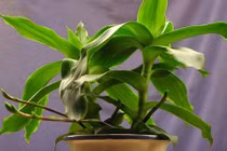 Bài thuốc chữa bệnh cực tốt từ cây lược vàng