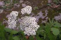 Chữa nhiều bệnh với bài thuốc từ cây dương kỳ thảo