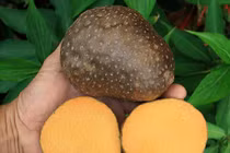 "Sờ tận tay" loại khoai tây dây leo độc dị nhất thế giới