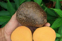 "Sờ tận tay" loại khoai tây dây leo độc dị nhất thế giới