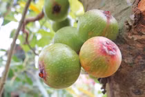 Bài thuốc chữa sỏi mật kỳ diệu hơn thuốc từ quả sung