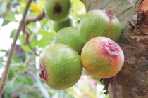 Bài thuốc chữa sỏi mật kỳ diệu hơn thuốc từ quả sung