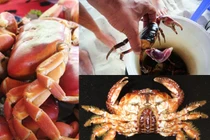 Những loài cua biển gây ngộ độc chết người ở VN