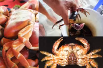 Những loài cua biển gây ngộ độc chết người ở VN