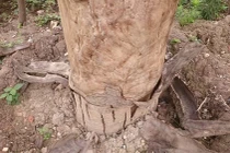 Nghi vấn xà cừ cổ thụ từ DA đường sắt chết hàng loạt