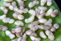 Cận cảnh trứng kiến đen khổng lồ trên bàn nhậu