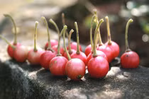 Bài thuốc chữa bệnh kỳ diệu từ quả cây trứng cá 