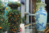 Mãn nhãn căp quất Tết dáng lộc bình giá "khủng"