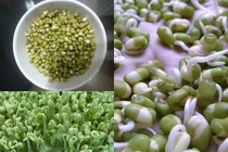 4 cách đơn giản để tự làm giá đỗ tại nhà