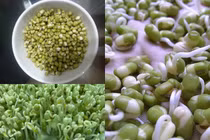 4 cách đơn giản để tự làm giá đỗ tại nhà