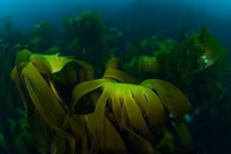 Thuốc chữa bách bệnh từ thảo dược biển côn bố 