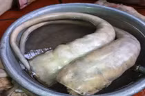 10 món ăn ngon từ đuôi động vật khác lạ của VN