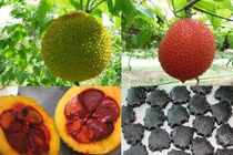 Bài thuốc chữa bệnh cực tốt từ hạt gấc bạn nên biết