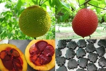 Bài thuốc chữa bệnh cực tốt từ hạt gấc bạn nên biết