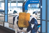 Vinamilk đưa vào hoạt động trang trại bò sữa tại Hà Tĩnh