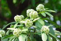 Cách dùng hoa sữa trị đau răng, nôn mửa hiệu quả