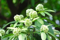 Cách dùng hoa sữa trị đau răng, nôn mửa hiệu quả