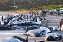 Bí ẩn thảm hoạ khiến 96% sinh vật biển bị diệt vong 