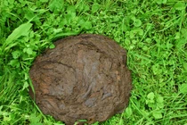 Thực hư tin đồn uống phân bò khô chữa ung thư