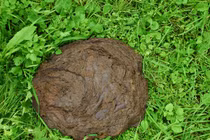 Thực hư tin đồn uống phân bò khô chữa ung thư