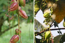 Bài thuốc từ cây lộc vừng chữa bệnh trĩ, tiêu chảy 