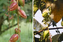 Bài thuốc từ cây lộc vừng chữa bệnh trĩ, tiêu chảy 