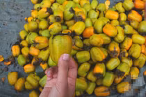 Cách chọn mua hồng giòn tránh hồng Trung Quốc