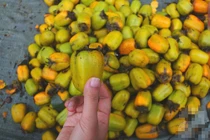 Cách chọn mua hồng giòn tránh hồng Trung Quốc