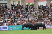 19/31 trâu chọi Đồ Sơn âm tính với chất kích thích