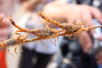 Những món ăn từ bọ cạp dân nhậu mê tít