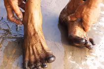 Giải mã hiện tượng "chân đen như mực Tàu sau lội ruộng" 