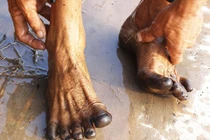 Giải mã hiện tượng "chân đen như mực Tàu sau lội ruộng" 