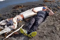 Cận cảnh con mực khổng lồ dài 7m dạt vào bờ biển