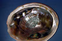 Những loại mai, vảy động vật chữa bệnh tốt như thuốc