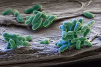 Thực hư tảo biển có thể trị ung thư ác tính?