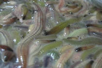 Đặc sản từ rươi