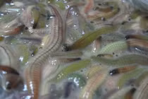 Đặc sản từ rươi